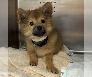 Australian Shepherd-Chow Chow Mix Dogs for adoption in Rancho Cucamonga, CA, USA