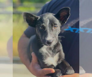 Mutt Dogs for adoption in Dana Point, CA, USA