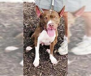 Holly - Female American Staffordshire Terrier Dog for Adoption - Photo #7