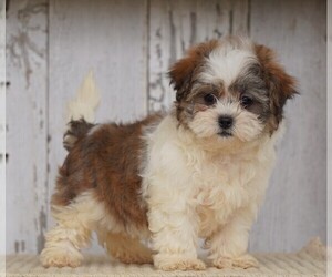 Shih-Poo Puppy for sale in FREDERICKSBG, OH, USA