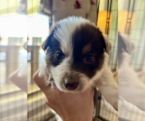 Medium Photo #17 Border Collie Puppy For Sale in MARYVILLE, TN, USA