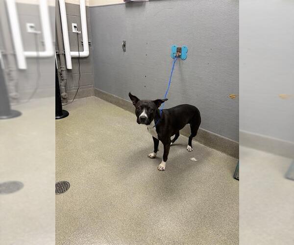 Medium Photo #1 American Pit Bull Terrier-Unknown Mix Puppy For Sale in Las Vegas, NV, USA