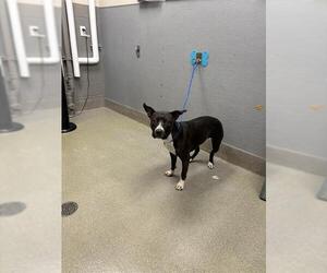 American Pit Bull Terrier-Unknown Mix Dogs for adoption in Las Vegas, NV, USA