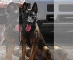 Small #1 America Bandogge Mastiff-American Bandogge Mix