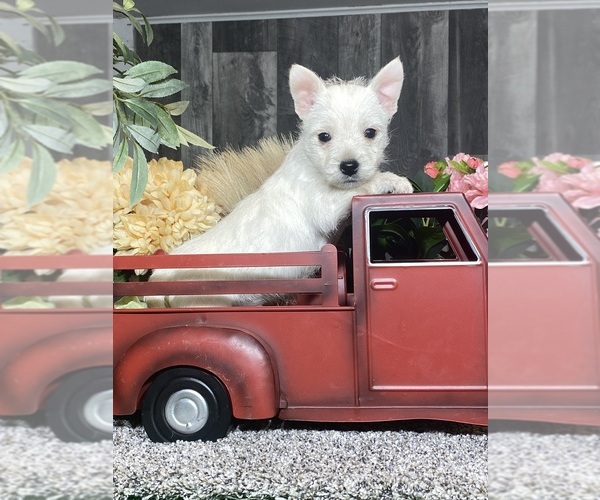 Medium Photo #2 West Highland White Terrier Puppy For Sale in CANOGA, NY, USA