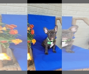 French Bulldog Puppy for sale in INDIANAPOLIS, IN, USA