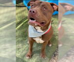 Small #5 American Pit Bull Terrier Mix
