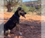 Small Photo #10 Mutt Puppy For Sale in Kanab, UT, USA