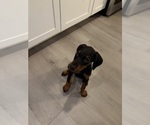 Small #38 Doberman Pinscher