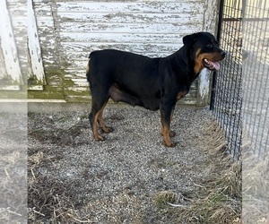 Mother of the Rottweiler puppies born on 01/02/2024