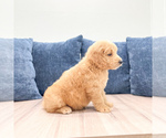 Small Photo #9 Goldendoodle (Miniature) Puppy For Sale in MILLERSBURG, OH, USA
