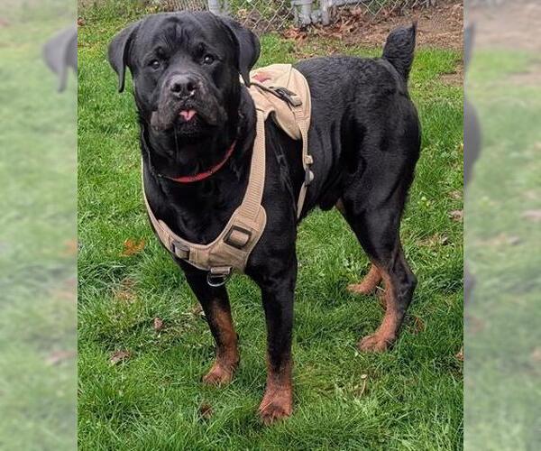 Medium Photo #1 Rottweiler Puppy For Sale in Akron, OH, USA
