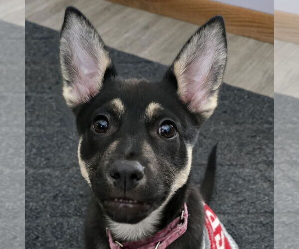 Medium Photo #2 Mutt Puppy For Sale in Fargo, ND, USA