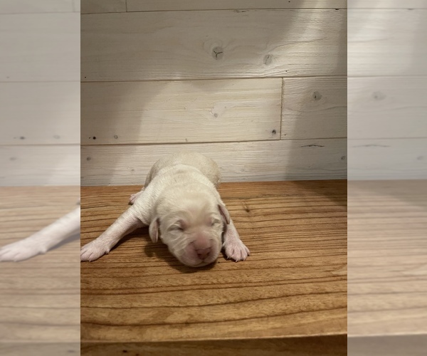 Medium Photo #3 Labrador Retriever Puppy For Sale in REIDSVILLE, GA, USA