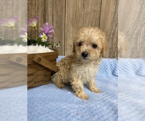 Poodle (Toy) Puppy for sale in MYRTLE, MO, USA