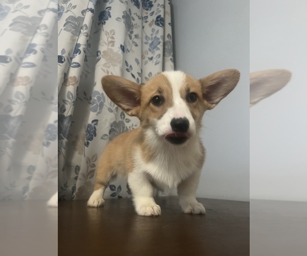 Medium Photo #80 Pembroke Welsh Corgi Puppy For Sale in DURHAM, CT, USA
