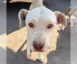 Small Labrador Retriever Mix