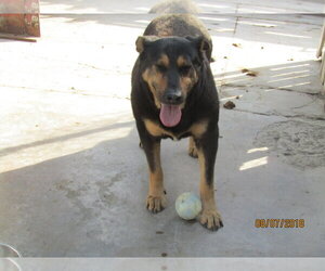 Rocky - Male Rottweiler-Unknown Mix Dog for Adoption - Photo #3