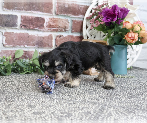 Medium Photo #6 Schnauzer (Miniature) Puppy For Sale in SYRACUSE, IN, USA