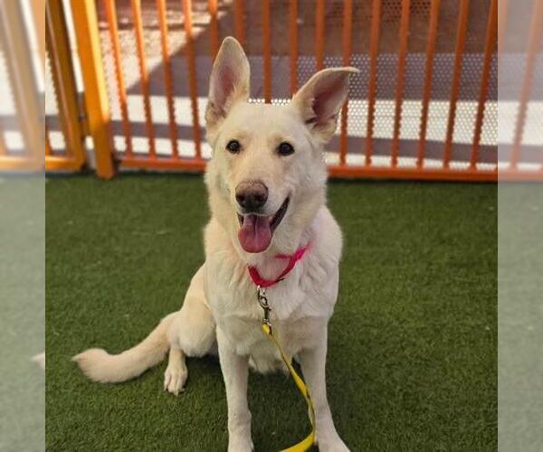 Medium Photo #3 German Shepherd Dog-Unknown Mix Puppy For Sale in Las Vegas, NV, USA