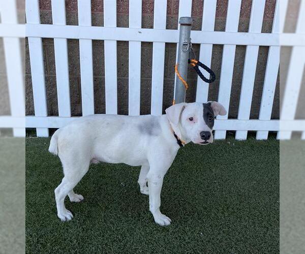 Medium Photo #1 Mutt Puppy For Sale in Modesto, CA, USA