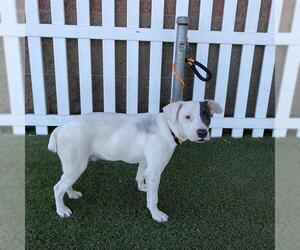 Mutt Dogs for adoption in Modesto, CA, USA