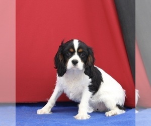 Cavalier King Charles Spaniel Puppy for sale in FREDERICKSBURG, OH, USA