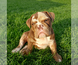 Bulldog Puppy for sale in PASCO, WA, USA