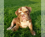 Small Photo #1 Bulldog Puppy For Sale in PASCO, WA, USA