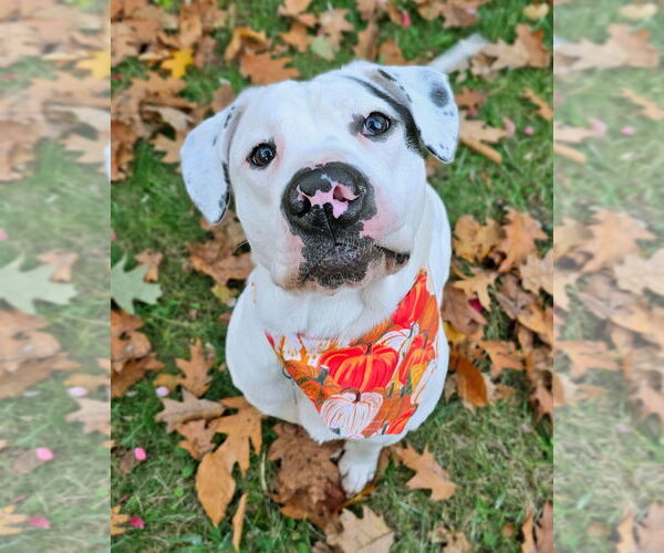 Medium Photo #3 American Bulldog-Labrador Retriever Mix Puppy For Sale in Westminster, MA, USA