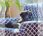 Small Photo #3 Coonhound-Plott Hound Mix Puppy For Sale in Wakefield, RI, USA