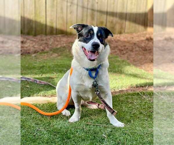 Medium Photo #4 Border Collie-Pembroke Welsh Corgi Mix Puppy For Sale in Kennesaw, GA, USA
