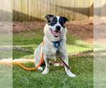Small #3 Border Collie-Pembroke Welsh Corgi Mix