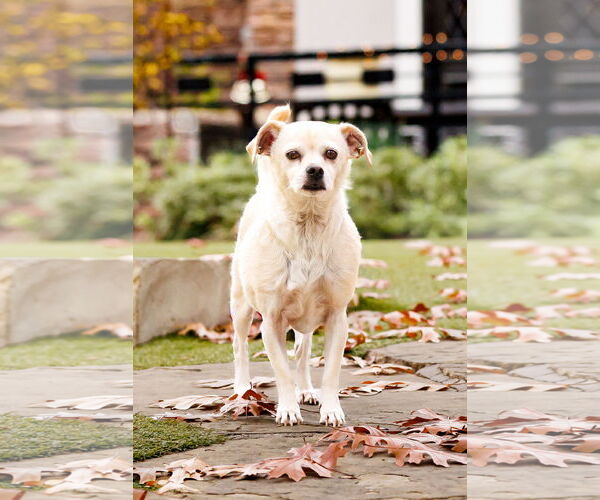 Medium Photo #2 Chiweenie Puppy For Sale in McKinney, TX, USA