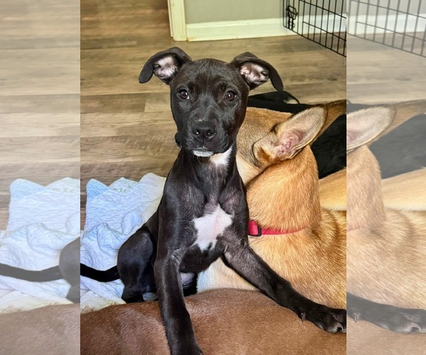 Medium Photo #3 American Staffordshire Terrier-Unknown Mix Puppy For Sale in Holly Springs, NC, USA