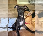 Small #2 American Staffordshire Terrier Mix