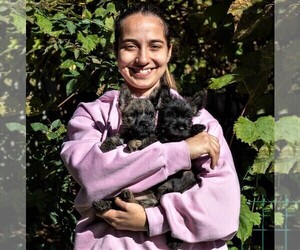 Cairn Terrier Dog for Adoption in Zarnesti, Brasov Romainia