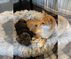 Mother of the Shiba Inu puppies born on 01/01/2026