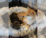 Small Photo #1 Shiba Inu Puppy For Sale in SNOHOMISH, WA, USA