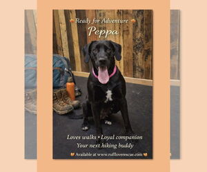 Labrador Retriever Dogs for adoption in Thomasville, NC, USA