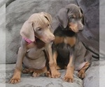 Small Photo #26 Doberman Pinscher Puppy For Sale in POMEROY, OH, USA