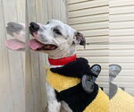 Small American Pit Bull Terrier-Labrador Retriever Mix