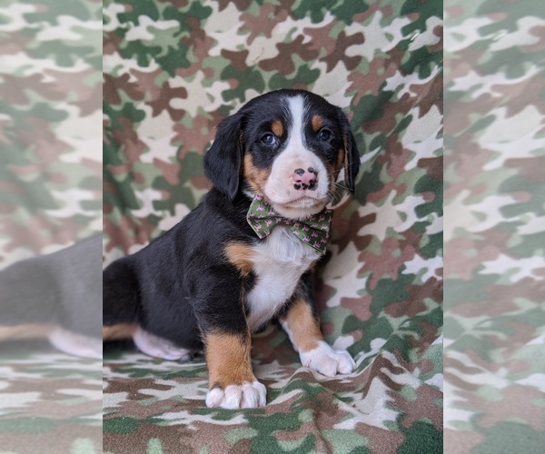 Medium Photo #1 Greater Swiss Mountain Dog Puppy For Sale in CHRISTIANA, PA, USA