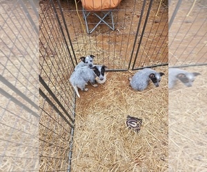Australian Cattle Dog Puppy for sale in ZEBULON, GA, USA