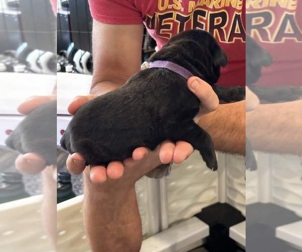 Medium Photo #58 Cane Corso Puppy For Sale in REEVESVILLE, SC, USA