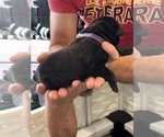 Small Photo #58 Cane Corso Puppy For Sale in REEVESVILLE, SC, USA