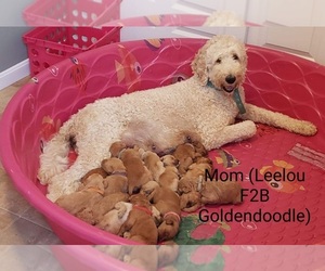 Mother of the Goldendoodle puppies born on 05/31/2022