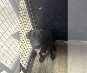 Labrador Retriever Dogs for adoption in Osgood, IN, USA