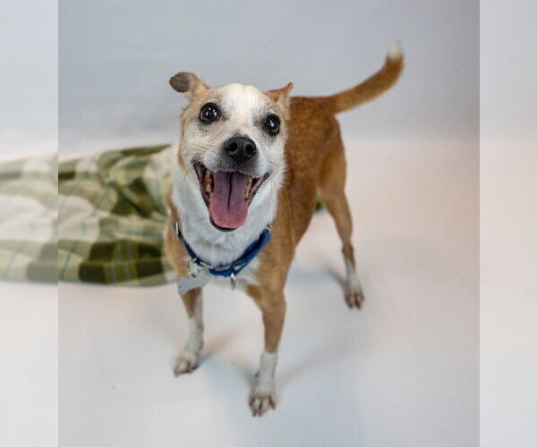 Medium Photo #6 Jack Russell Terrier-Unknown Mix Puppy For Sale in Kennesaw, GA, USA