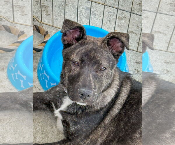 Medium Photo #8 Mutt Puppy For Sale in San Diego, CA, USA